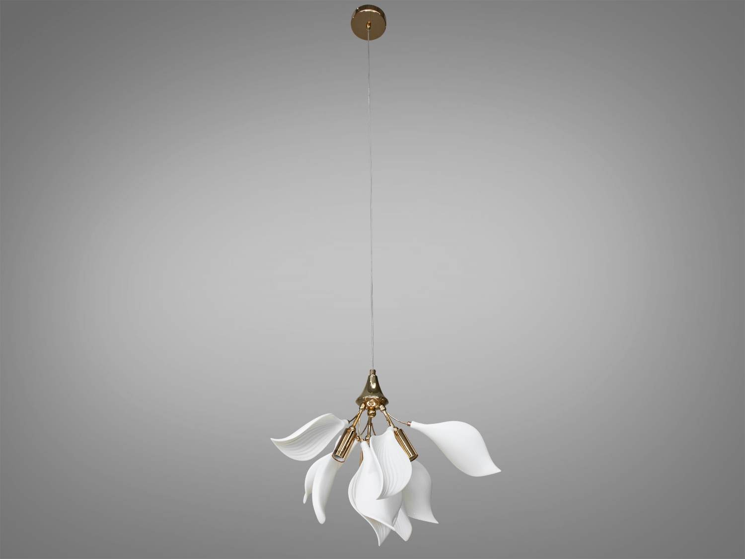 Пелюстки мають плавні лінії, колір чіткий білий, осново золотистого кольору.